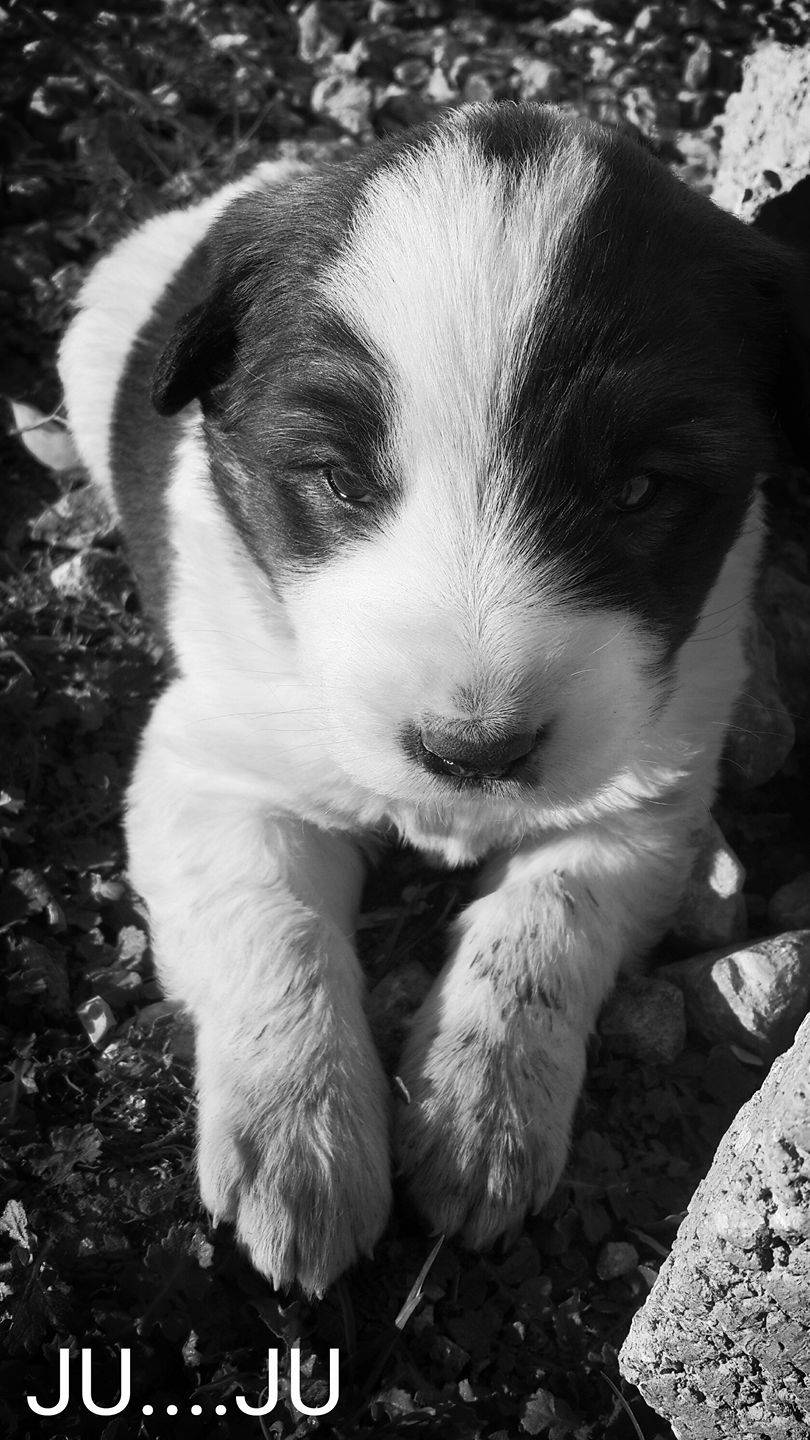 Bozova Kabacık Köyü Resimleri 1