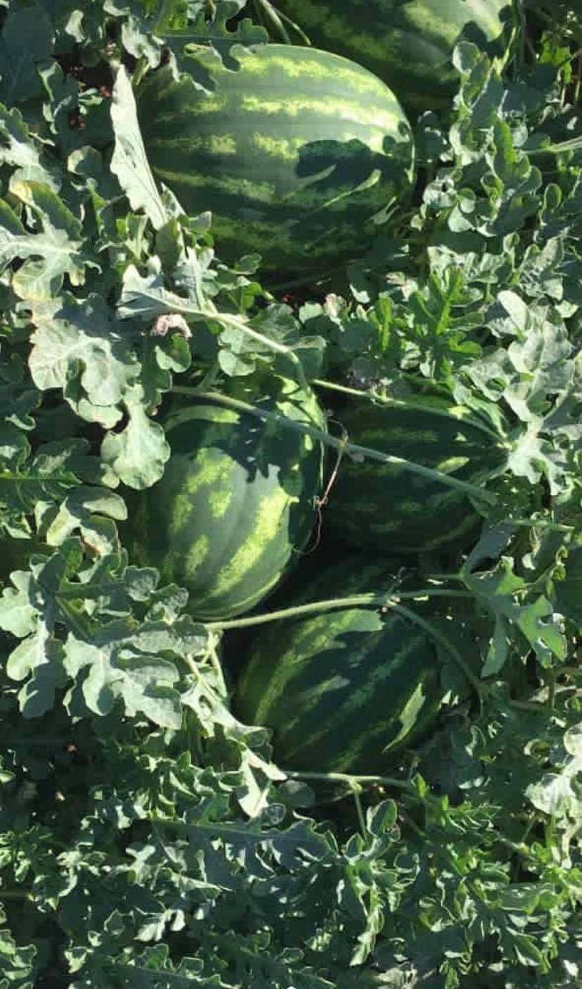 Bozova Kabacık Köyü Resimleri 3