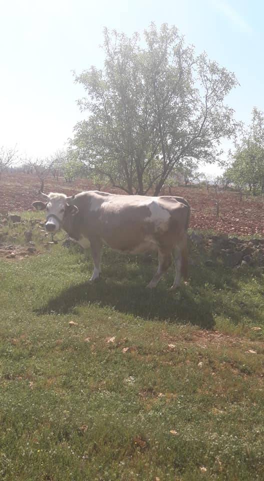 Bozova Kacarsallıcası Köyü Resimleri 2