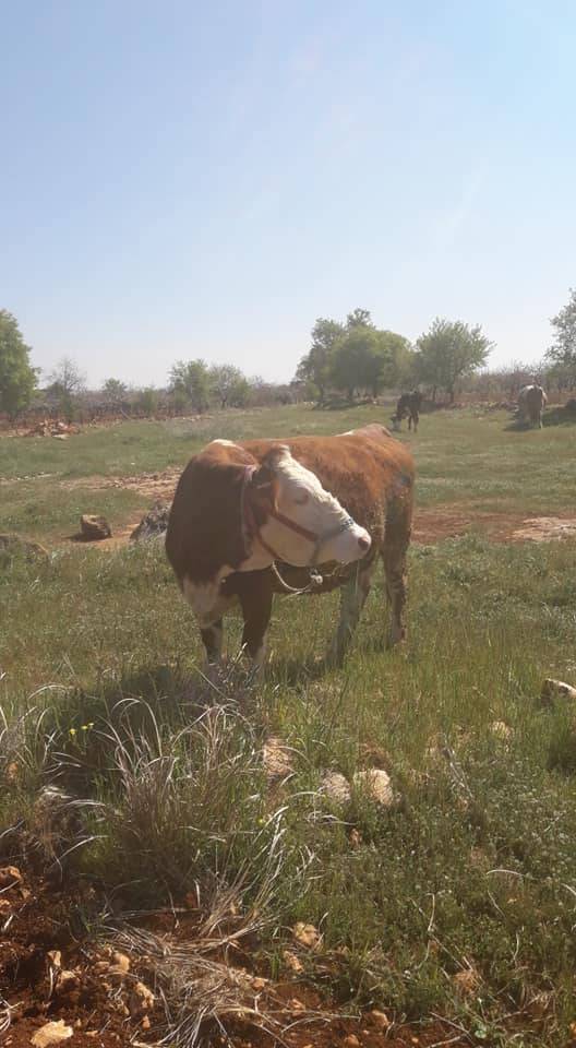 Bozova Kacarsallıcası Köyü Resimleri 3