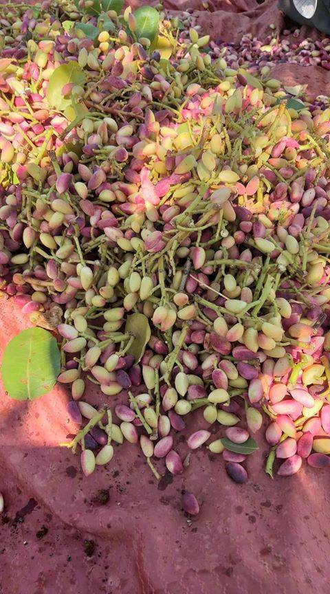 Bozova Koçveran Köyü Resimleri 2