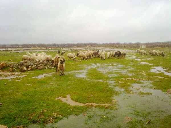 Bozova Örgülü Köyü Resimleri 3
