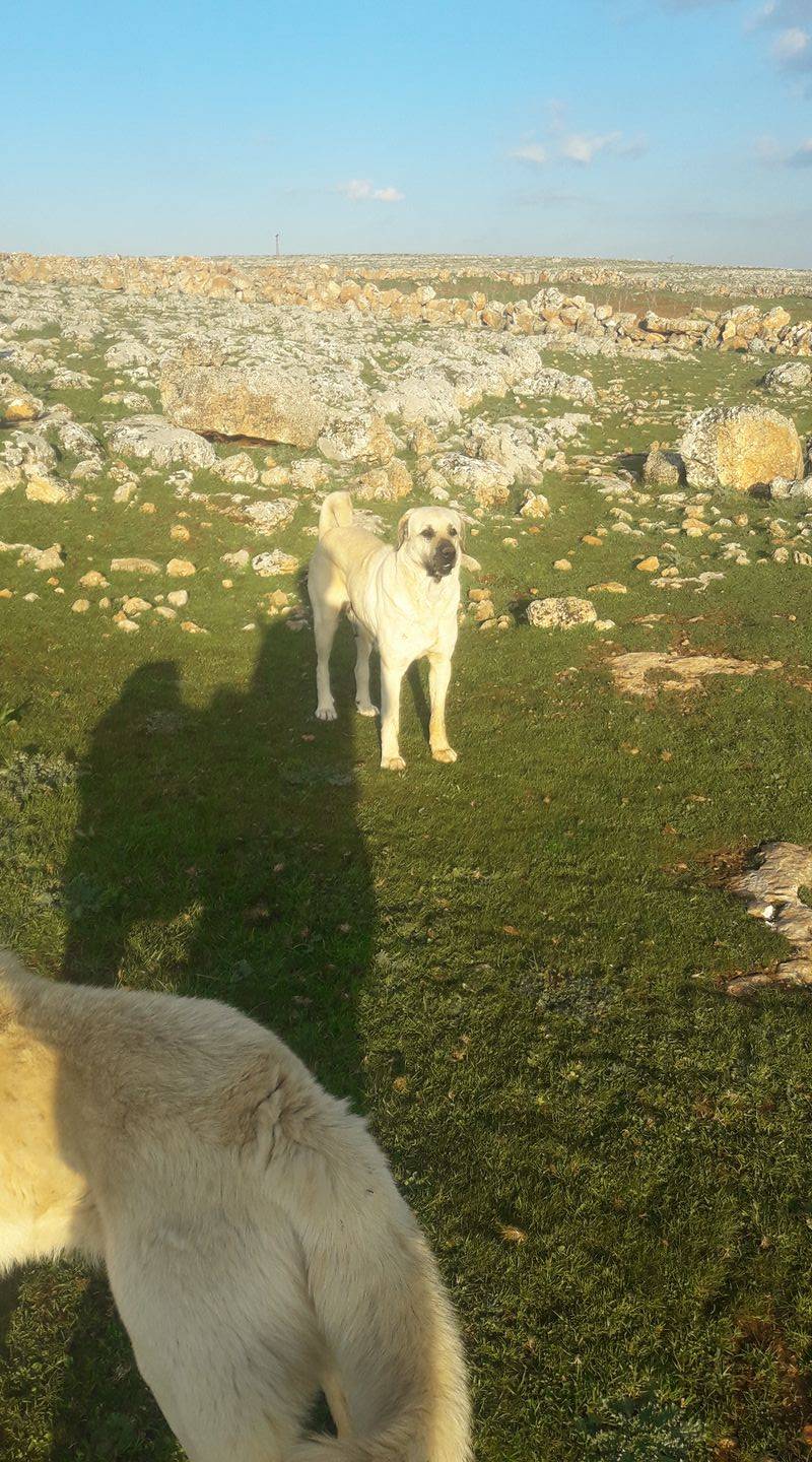 Bozova Örgülü Köyü Resimleri 4