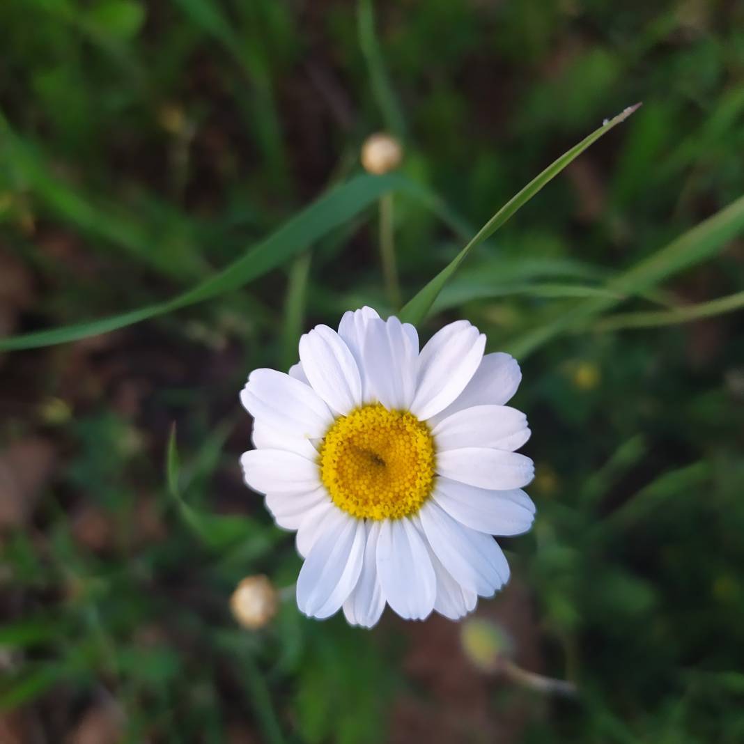 Bozova Sığırcık Köyü Resimleri 4