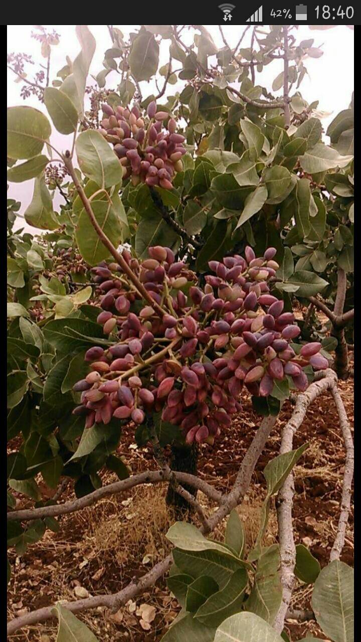 Bozova Sızan Köyü Resimleri 2