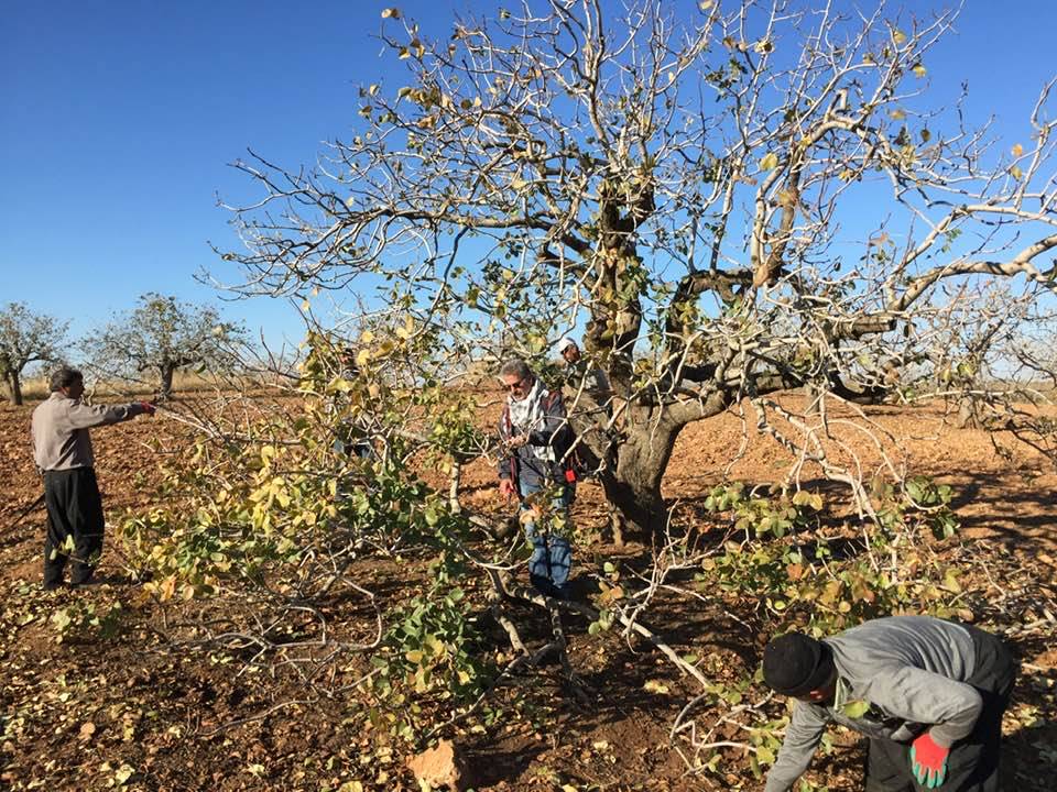 Bozova Soğukkuyu Köyü Resimleri 4