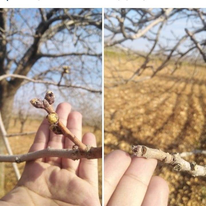 Bozova Tatburcu Köyü Resimleri 1