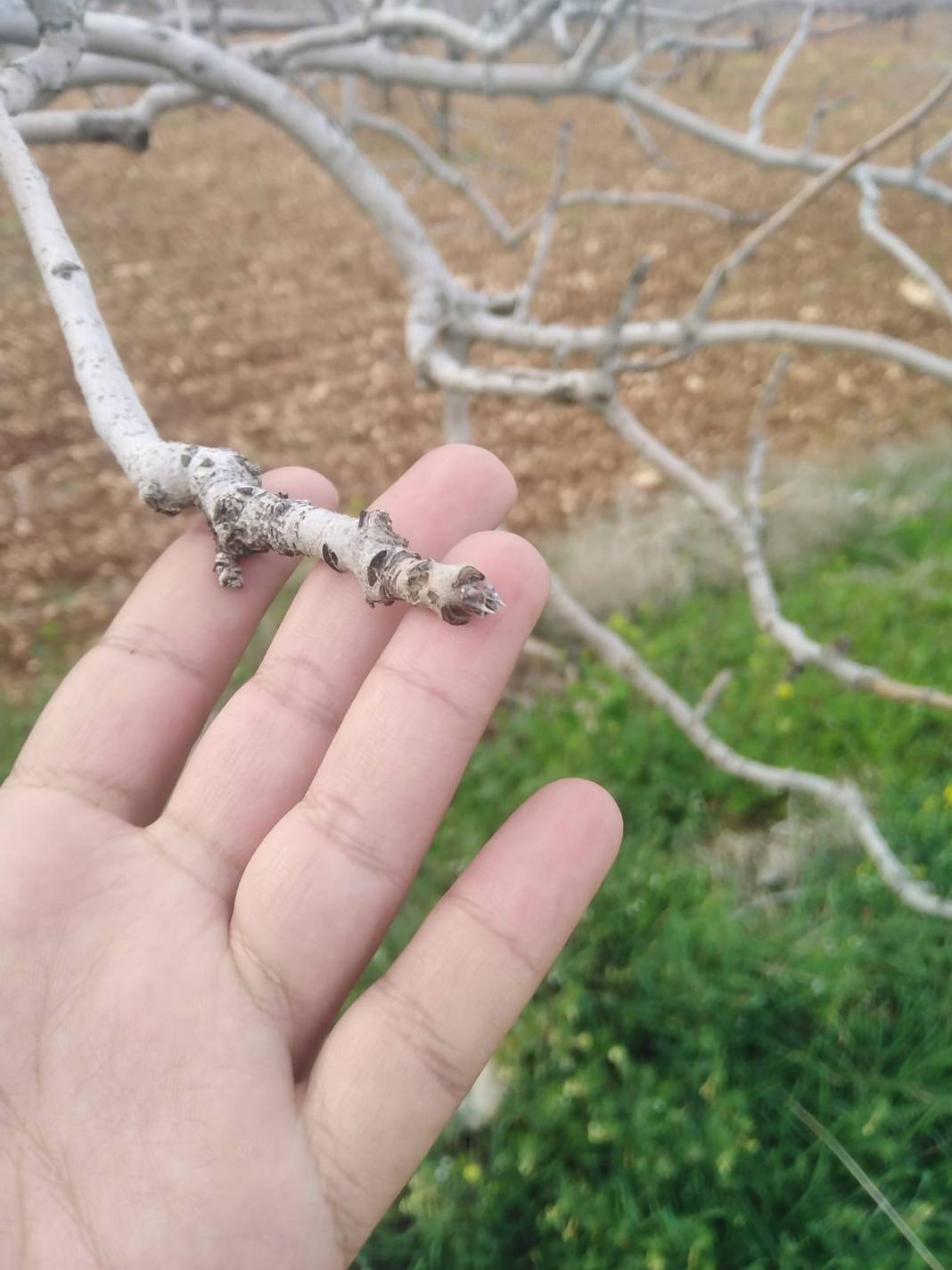 Bozova Tatburcu Köyü Resimleri 2