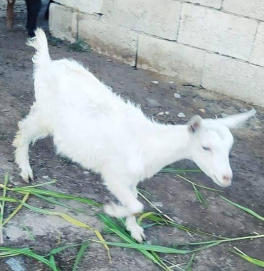 Bozova  Yaslıca Köyü Resimleri 2