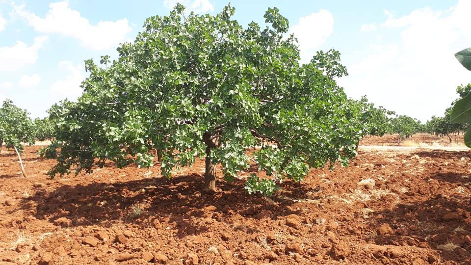 Bozova  Zivanlı Köyü Resimleri 1