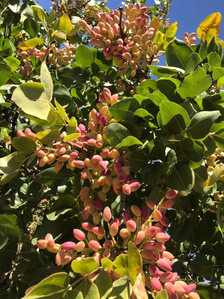 Bozova  Zivanlı Köyü Resimleri 2