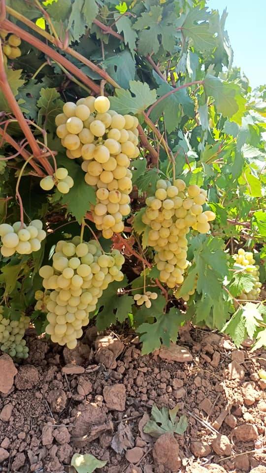 Bozova  Zivanlı Köyü Resimleri 3