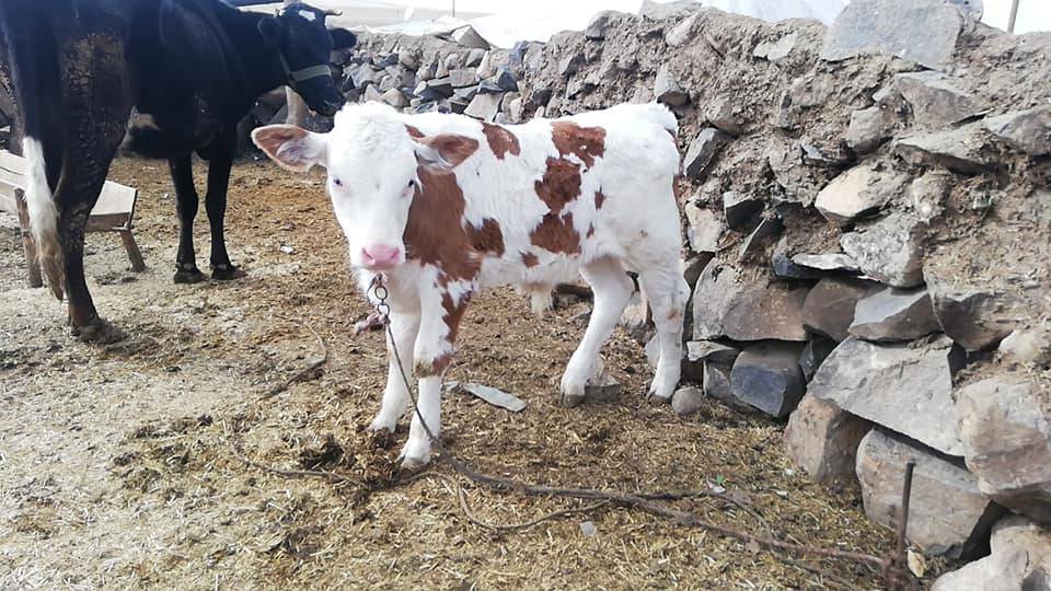 Ceylanpınar Akbulut Köyü Resimleri 2