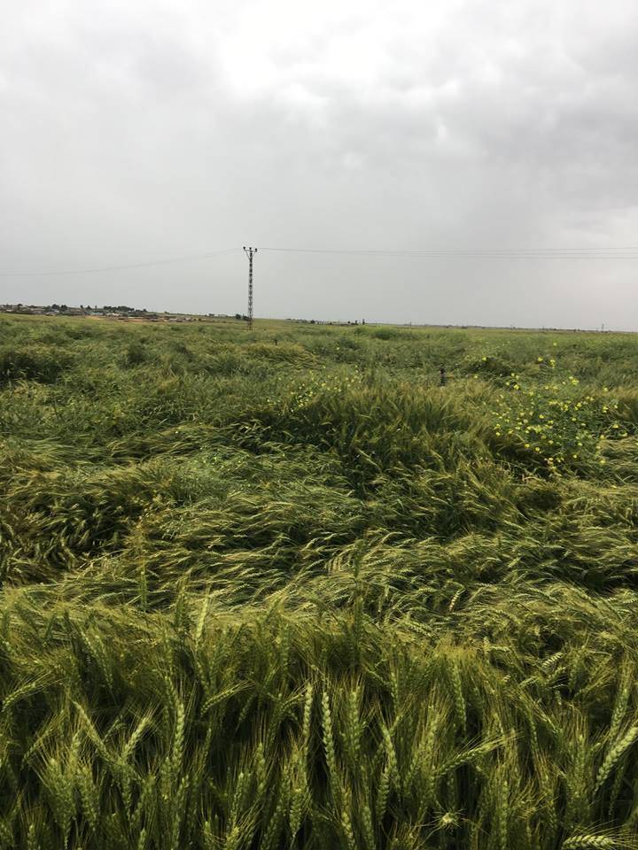 Ceylanpınar Alaca  Köyü Resimleri 1