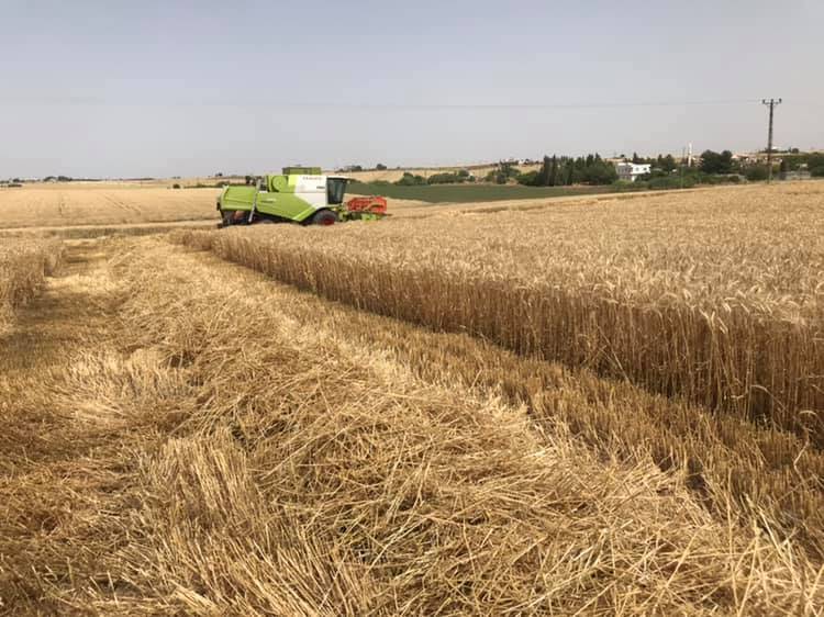 Ceylanpınar Boğalı  Köyü Resimleri 1