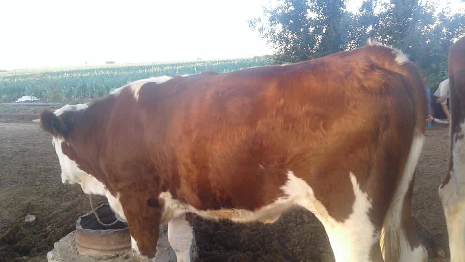 Ceylanpınar Büyükyenice Köyü Resimleri 1