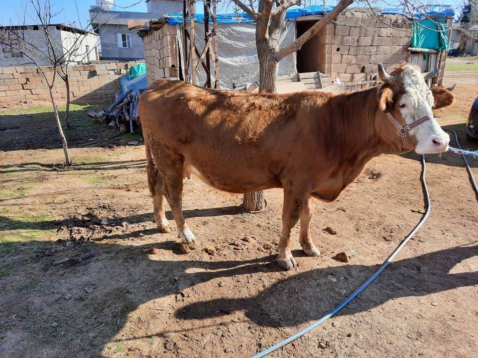 Ceylanpınar Büyükyenice Köyü Resimleri 2