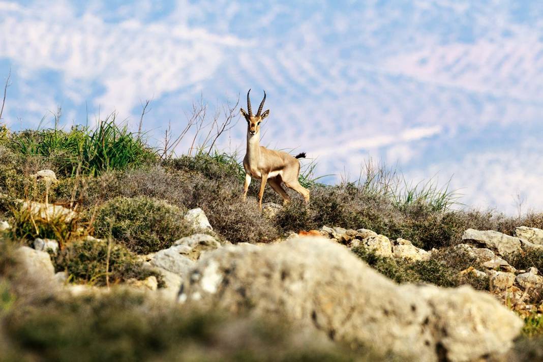 Ceylanpınar Ceylan Köyü Resimleri 1