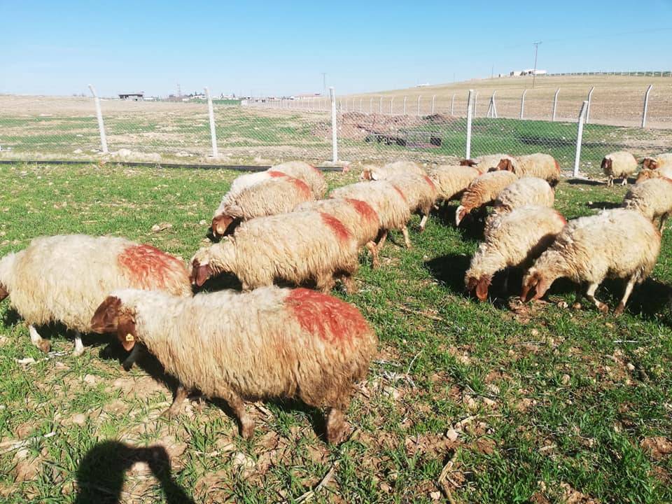 Ceylanpınar Ceylan Köyü Resimleri 2