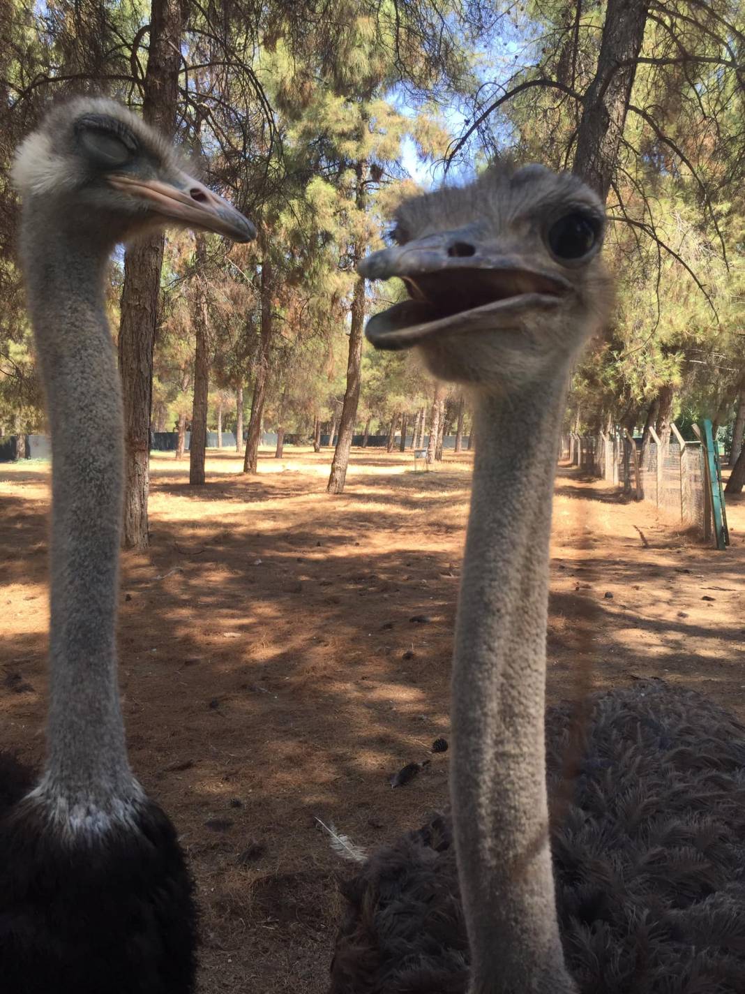 Ceylanpınar Ceylan Köyü Resimleri 3