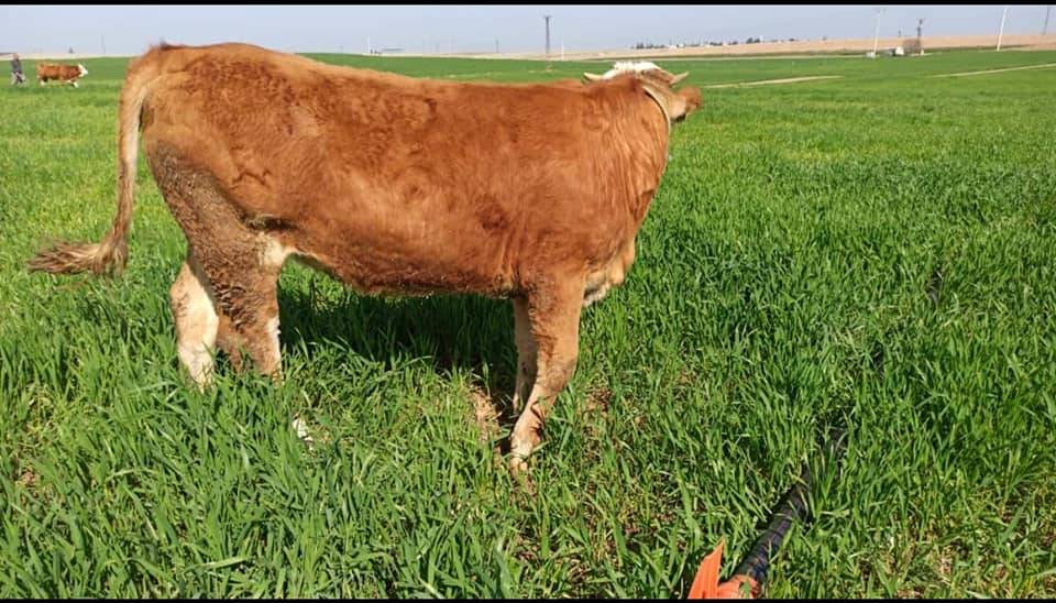 Ceylanpınar Damlacık Köyü Resimleri 3