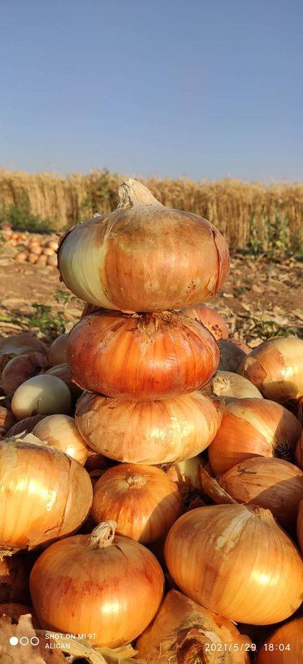 Ceylanpınar Damlacık Köyü Resimleri 4