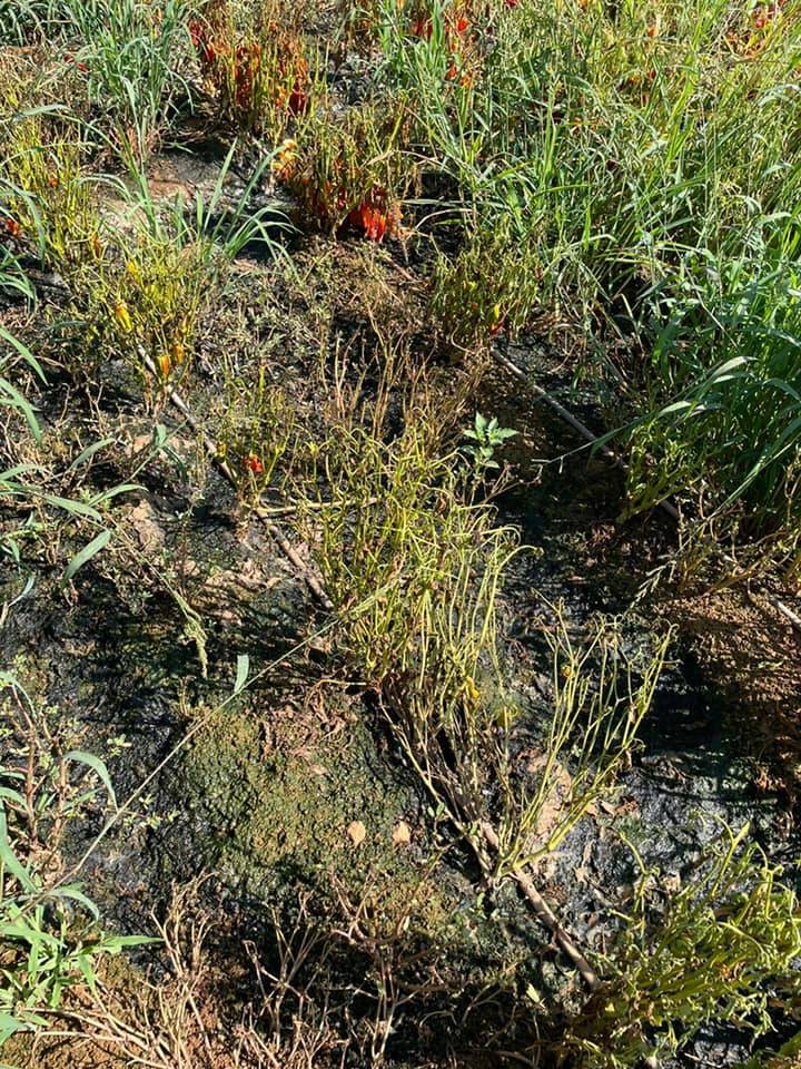 Ceylanpınar Düzova Köyü Resimleri 1