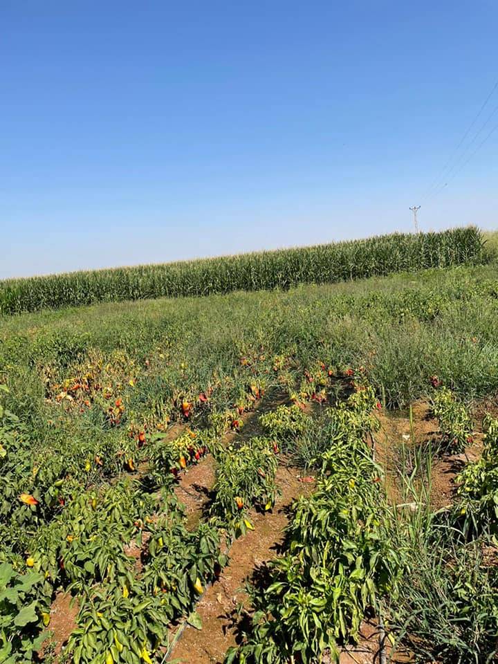 Ceylanpınar Düzova Köyü Resimleri 3