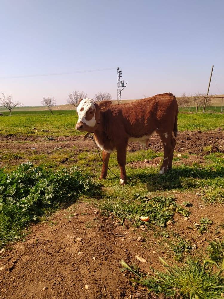 Ceylanpınar Gümüş Köyü Resimleri 3