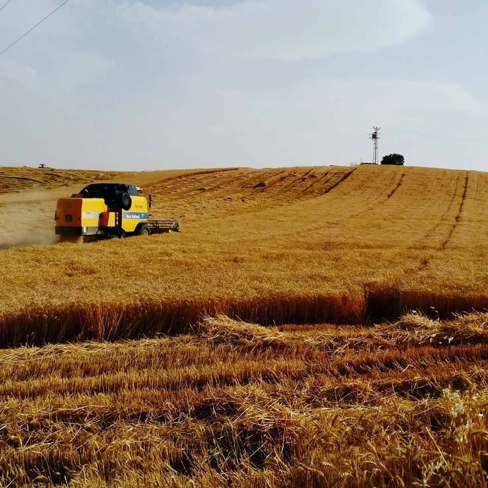 Ceylanpınar Han Köyü Resimleri 1