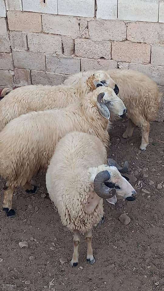 Ceylanpınar Işıklar  Köyü Resimleri 1