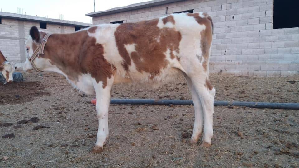 Ceylanpınar Muratlı Köyü Resimleri 1