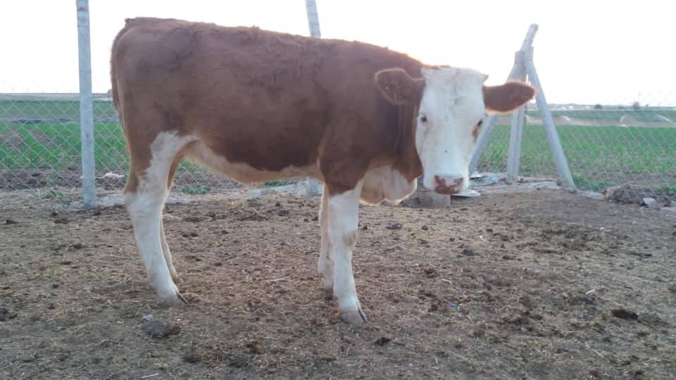 Ceylanpınar Muratlı Köyü Resimleri 2