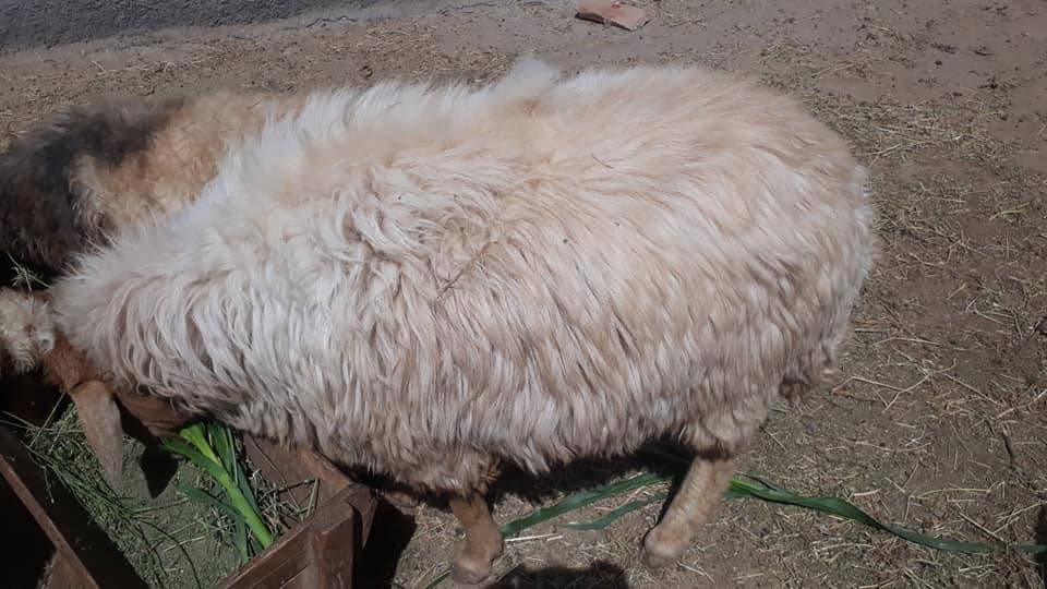 Ceylanpınar Muratlı Köyü Resimleri 3