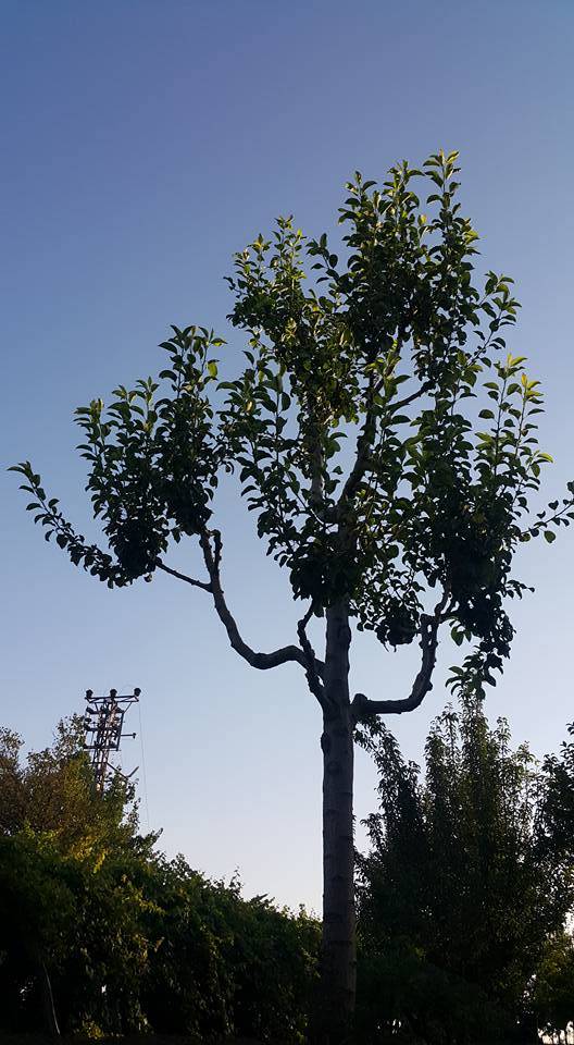 Ceylanpınar Yalçınkaya Köyü Resimleri 1