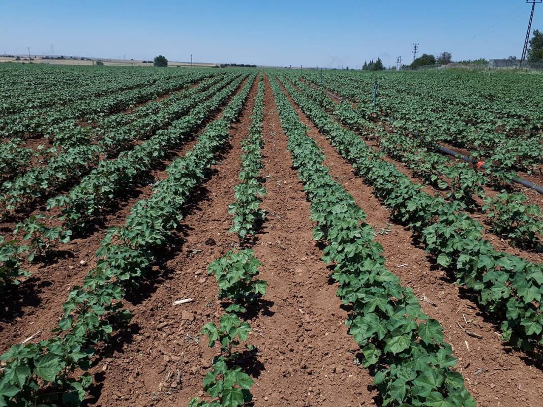 Ceylanpınar Yalçınkaya Köyü Resimleri 2