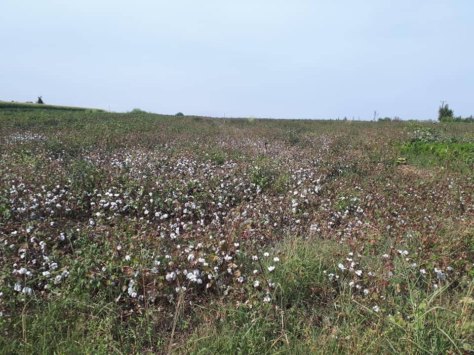 Ceylanpınar Yalçınkaya Köyü Resimleri 3
