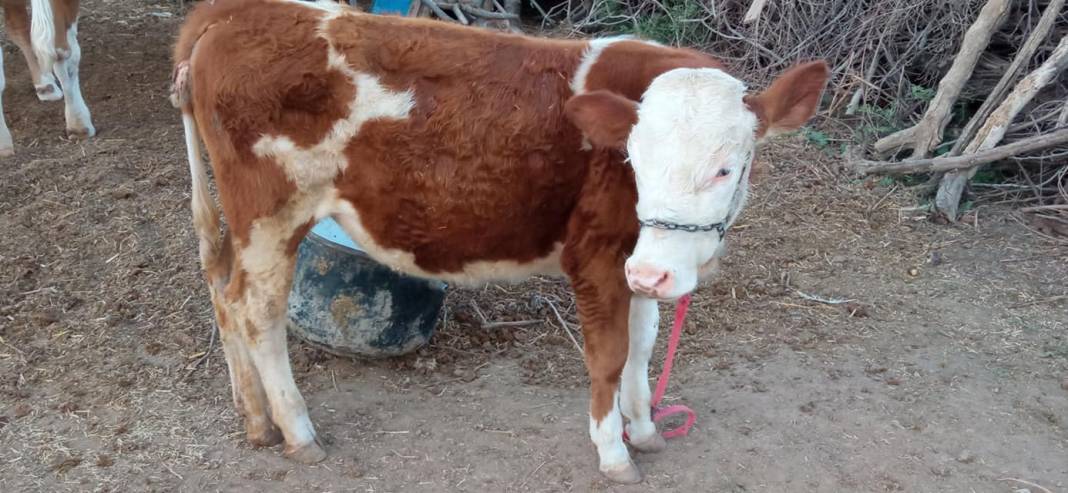 Ceylanpınar Yalçınkaya Köyü Resimleri 4