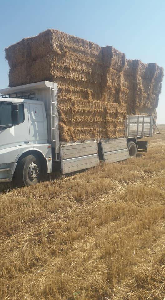 Ceylanpınar Yeniköy Köyü Resimleri 2