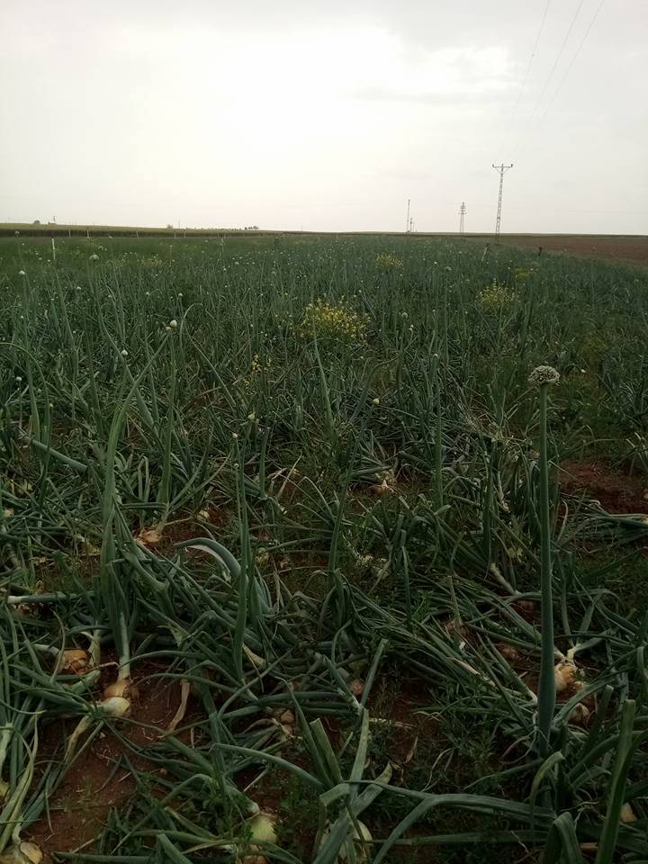 Ceylanpınar Yüksektepe Köyü Resimleri 1
