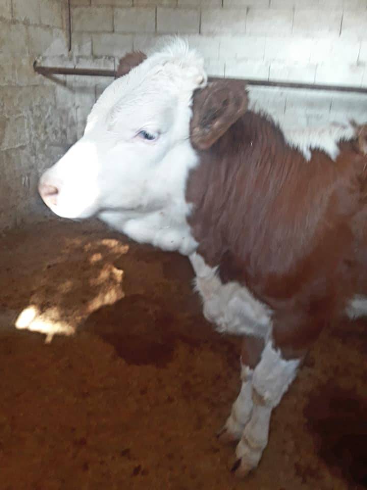 Ceylanpınar Yüksektepe Köyü Resimleri 2