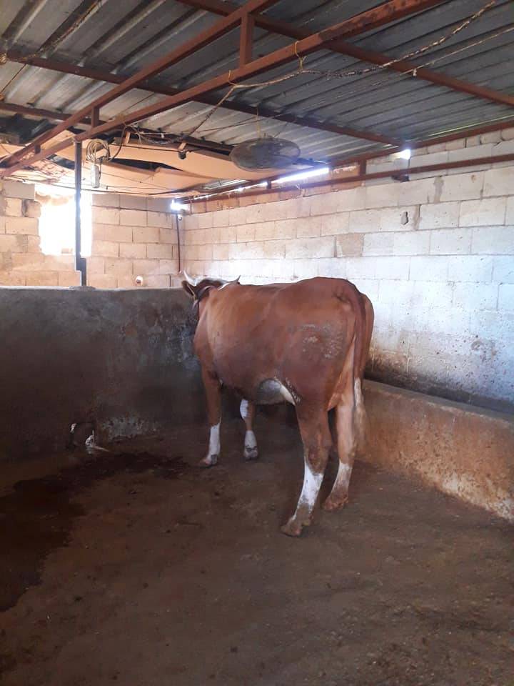 Ceylanpınar Yüksektepe Köyü Resimleri 4