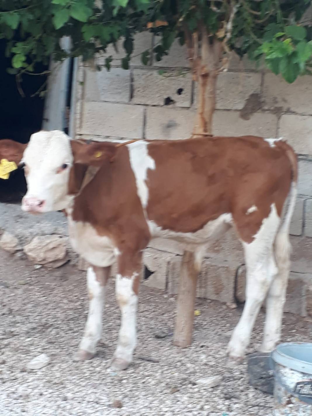 Eyyübiye Akdilek Köyü Resimleri 2