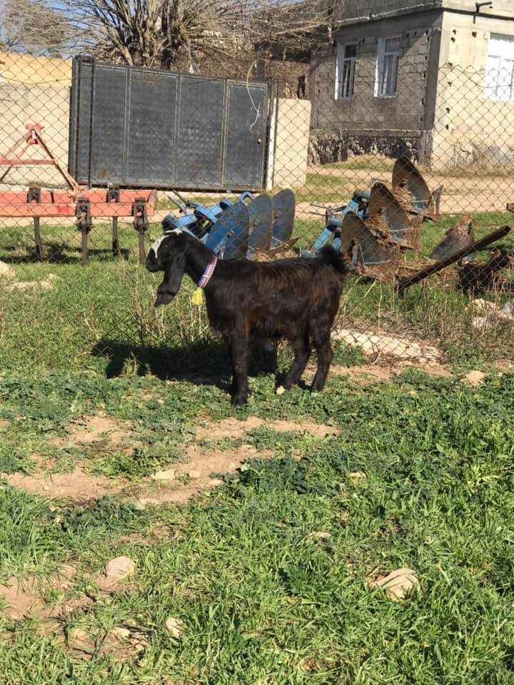 Eyyübiye Altın Köyü  Resimleri 2