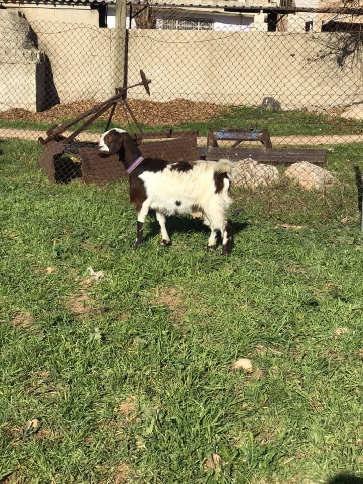 Eyyübiye Altın Köyü  Resimleri 3