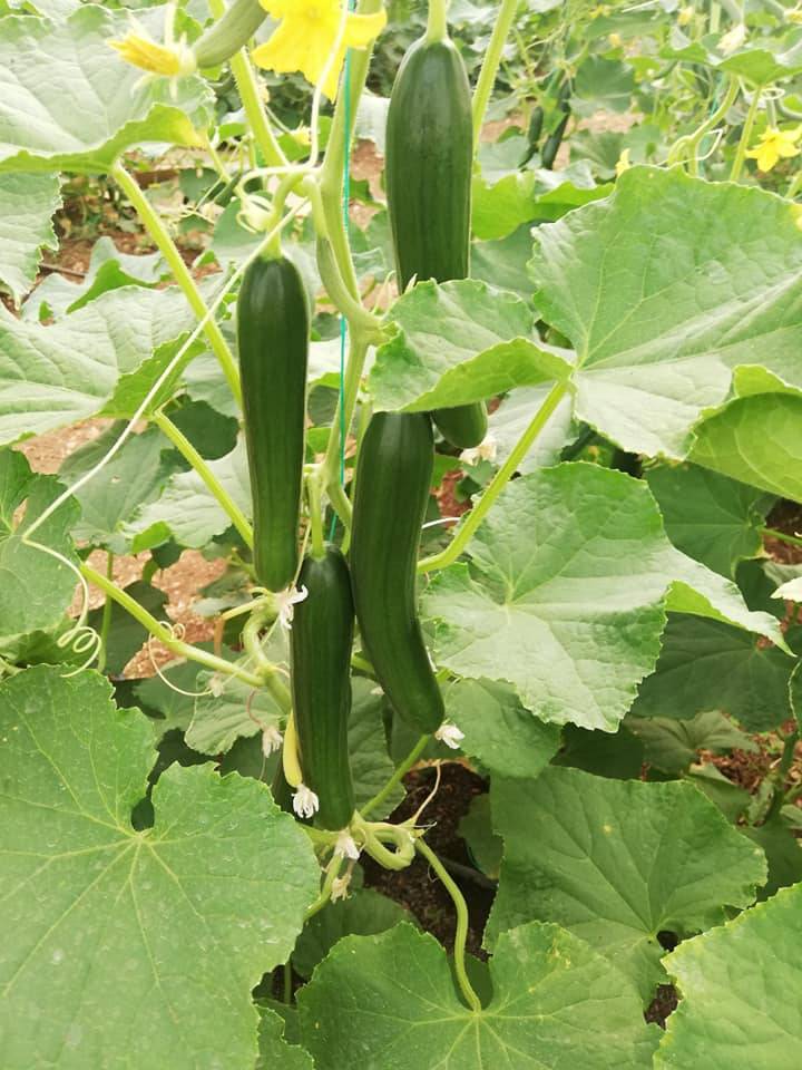 Eyyübiye Altıntepe Köyü Resimleri 3