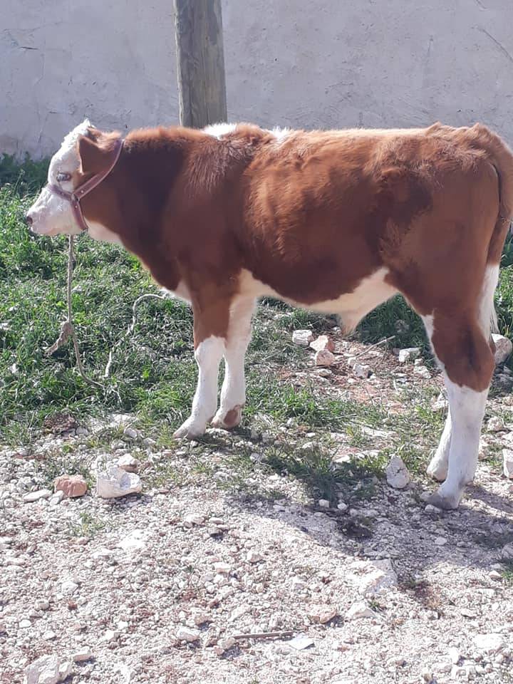 Eyyübiye Bayraklı Köyü Resimleri 2