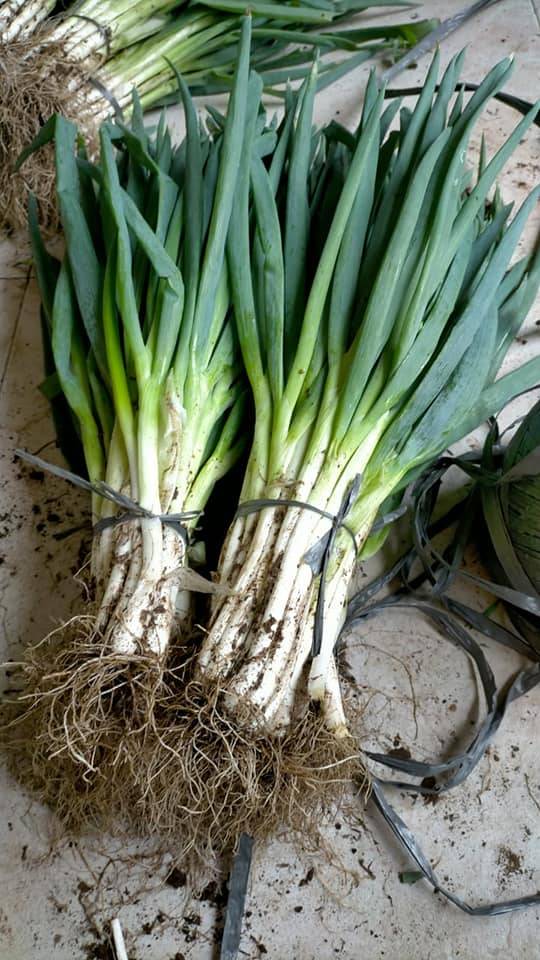 Eyyübiye Beyazyaprak Köyü Resimleri 3