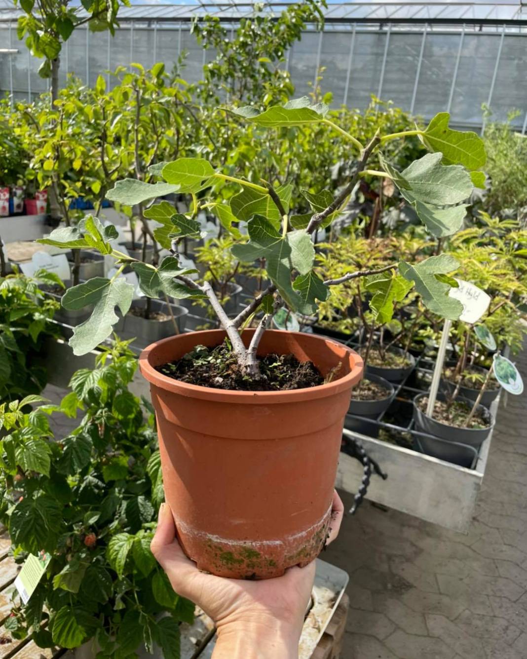 Eyyübiye Beyazyaprak Köyü Resimleri 4