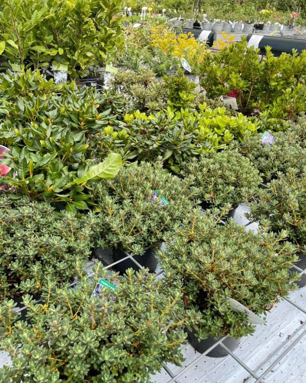 Eyyübiye Beyazyaprak Köyü Resimleri 5